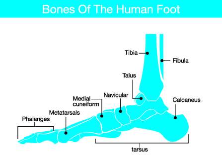 Labels of Bones of the Human Foot